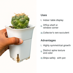 Coryphantha elephantidens cv. Bummbanna Zougemaru
