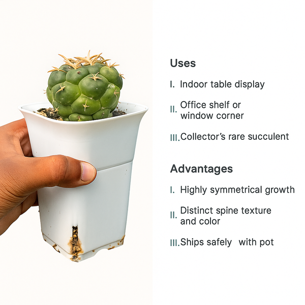Coryphantha elephantidens cv. Bummbanna Zougemaru