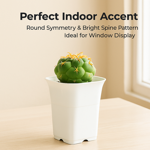 Coryphantha elephantidens cv. Bummbanna Zougemaru