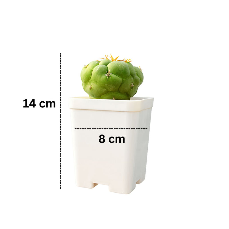 Coryphantha elephantidens cv. Tanshi Zougamaru