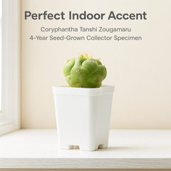 Coryphantha elephantidens cv. Tanshi Zougamaru