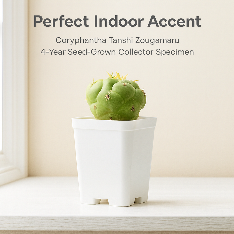 Coryphantha elephantidens cv. Tanshi Zougamaru