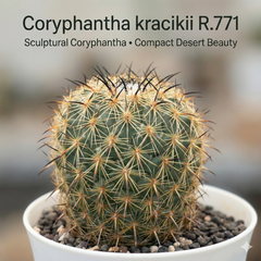 Coryphantha kracikii R.771