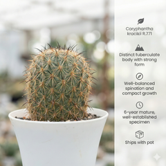Coryphantha kracikii R.771