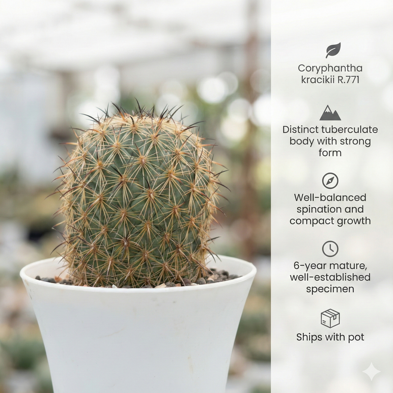 Coryphantha kracikii R.771