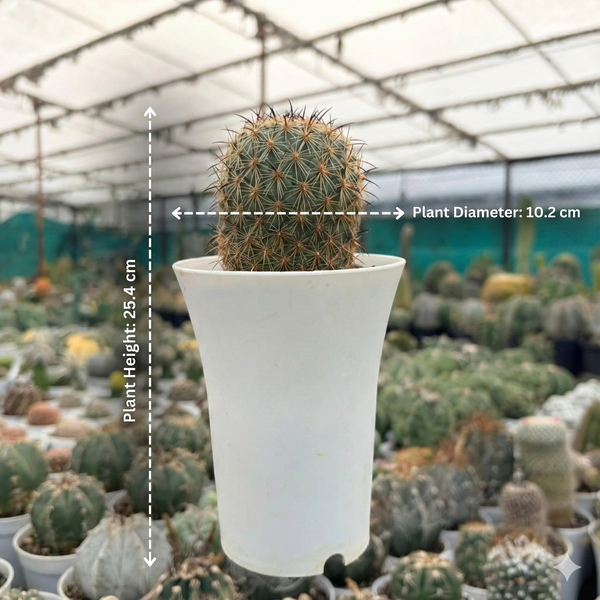 Coryphantha kracikii R.771