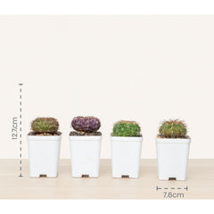 Combo of 4 Different Exotic Discocactus varieties