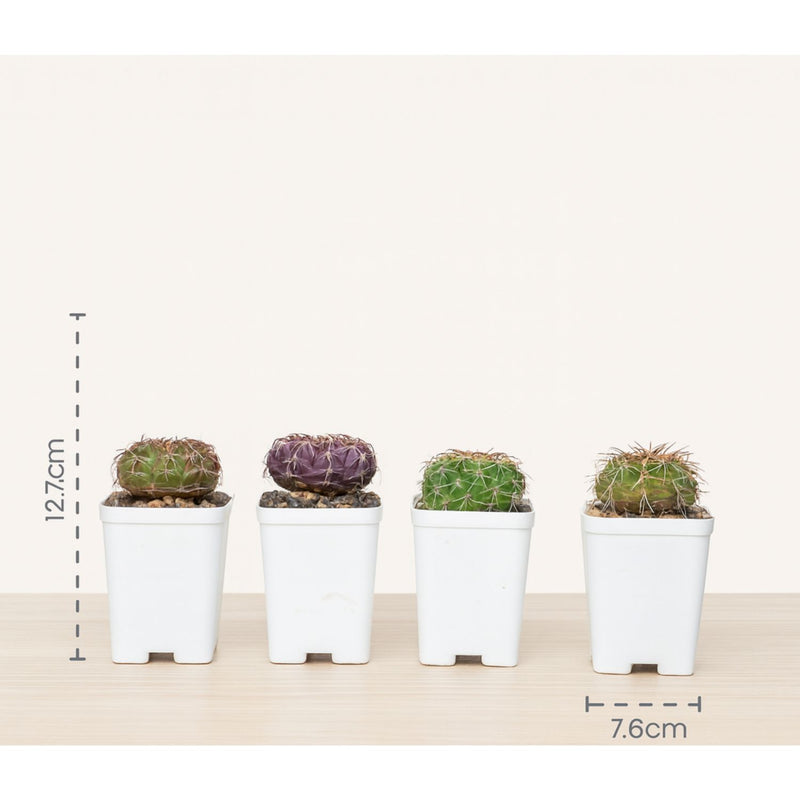 Combo of 4 Different Exotic Discocactus varieties