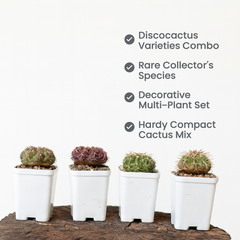 Combo of 4 Different Exotic Discocactus varieties