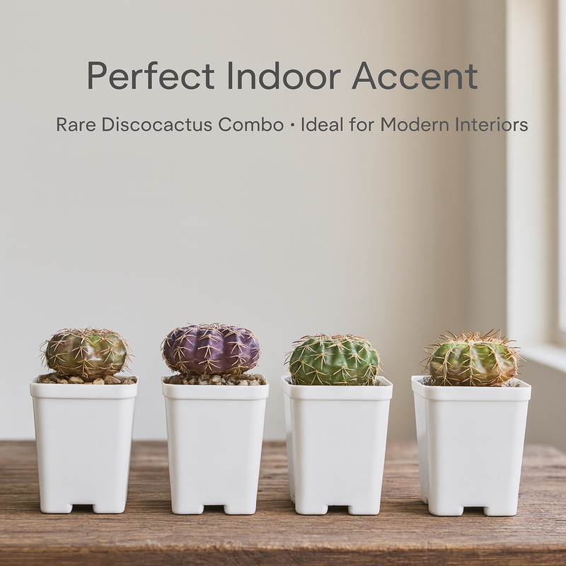 Combo of 4 Different Exotic Discocactus varieties