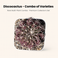 Combo of 4 Different Exotic Discocactus varieties