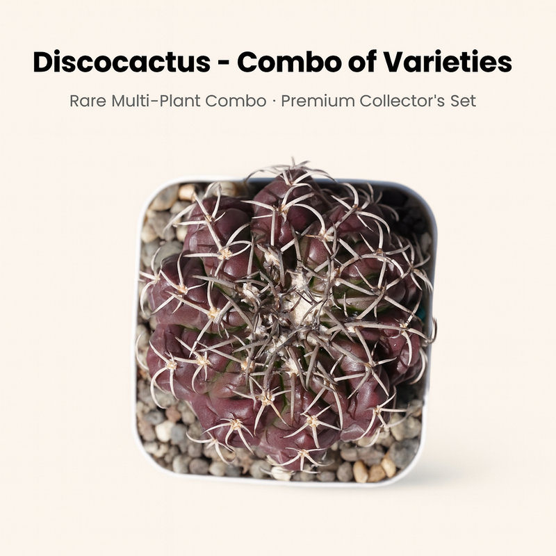 Combo of 4 Different Exotic Discocactus varieties