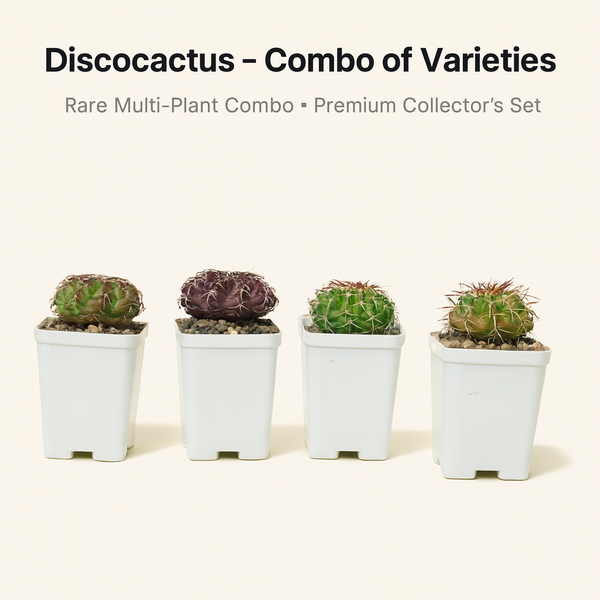 Discocactus – Combo of Varieties