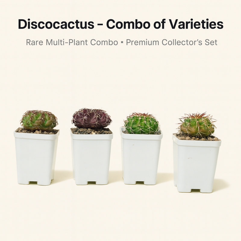 Discocactus – Combo of Varieties