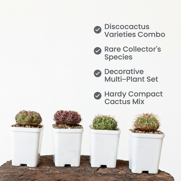 Discocactus – Combo of Varieties