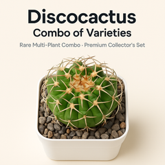 Discocactus – Combo of Varieties
