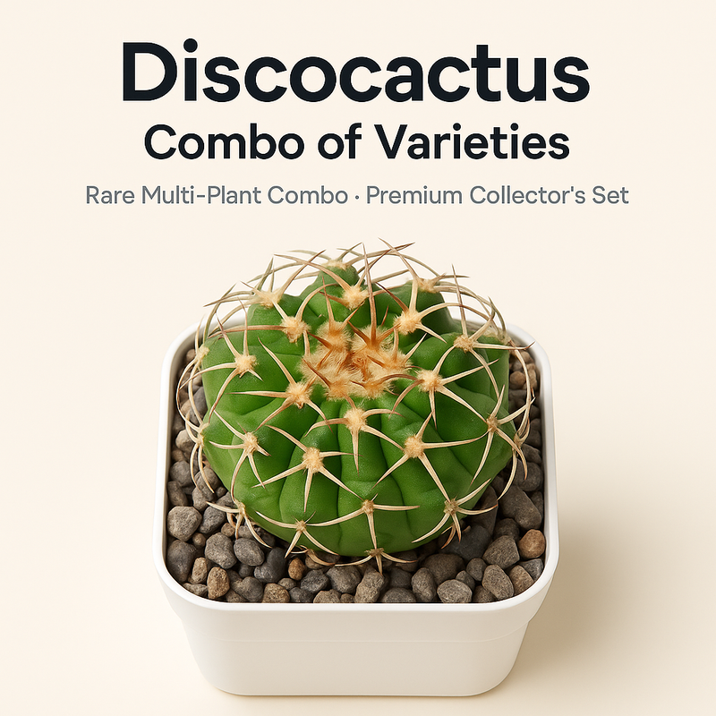 Discocactus – Combo of Varieties