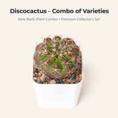 Discocactus – Combo of Varieties