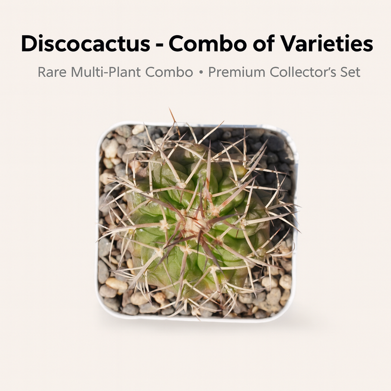 Discocactus – Combo of Varieties