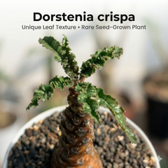 Dorstenia crispa