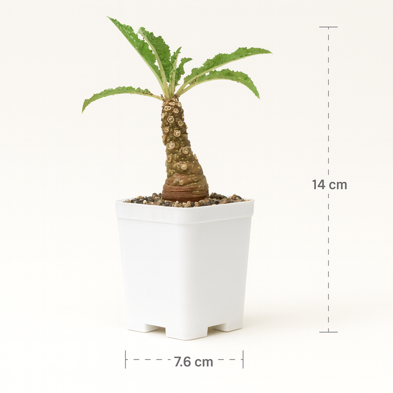 Dorstenia crispa