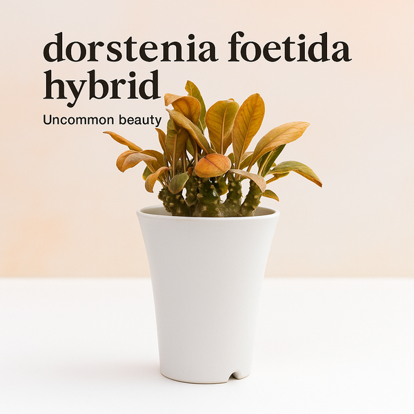 Dostenia_frotida_hybrid