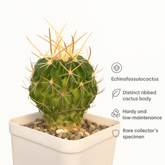 Echinofossulocactus