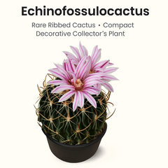 Echinofossulocactus
