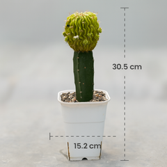 Echinofossulocactus variegated- brain Cactus variegated- stenocereus multicostatusÂ variegated 6_INCHS_N_SQUARE_POT WITHOUT_POT