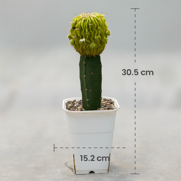 Echinofossulocactus variegated- brain Cactus variegated- stenocereus multicostatusÂ variegated 6_INCHS_N_SQUARE_POT WITHOUT_POT