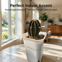 Echinopsis Red Paramount