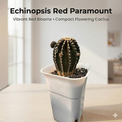 Echinopsis Red Paramount