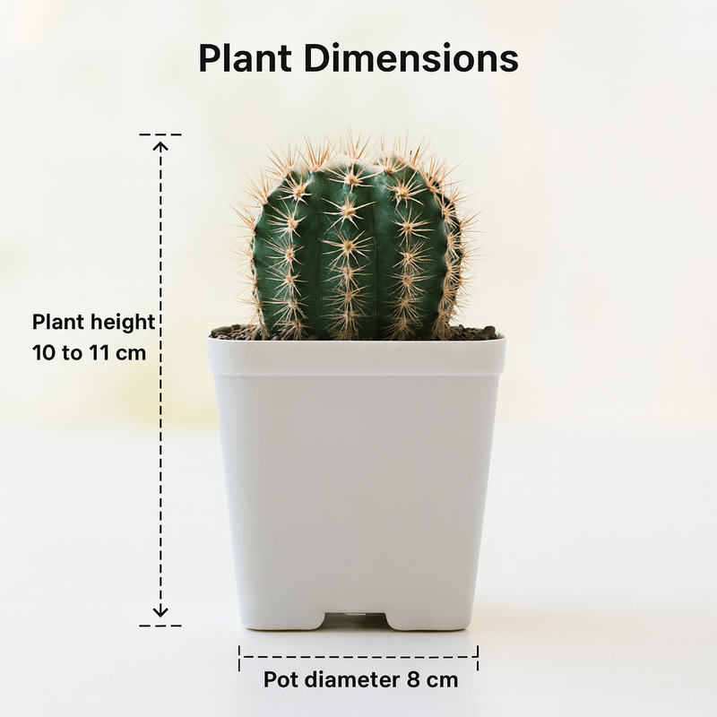 Echinopsis Hybride Cajamarca C.405
