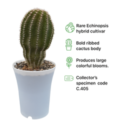 Echinopsis Hybride Cajamarca C.405