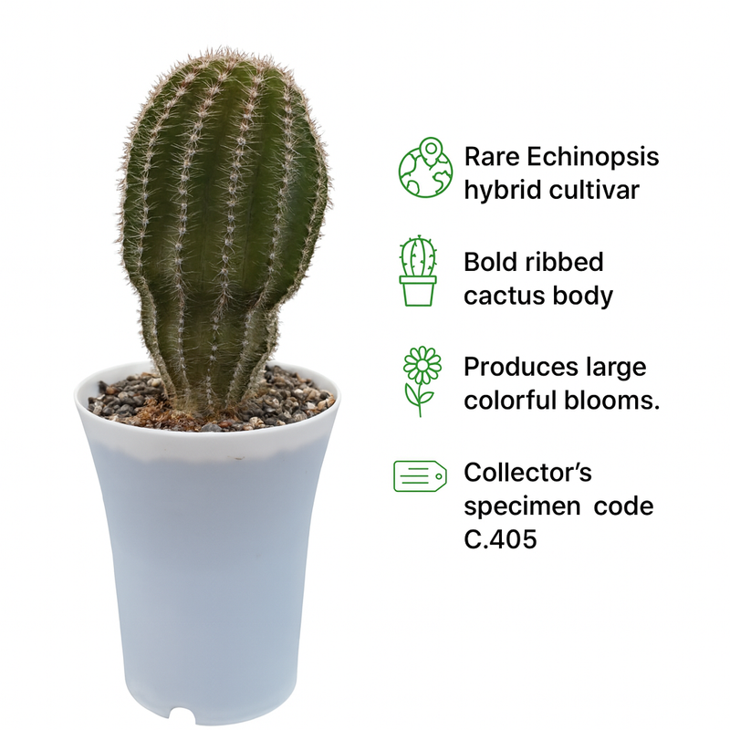 Echinopsis Hybride Cajamarca C.405
