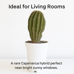Echinopsis Hybride Cajamarca C.405