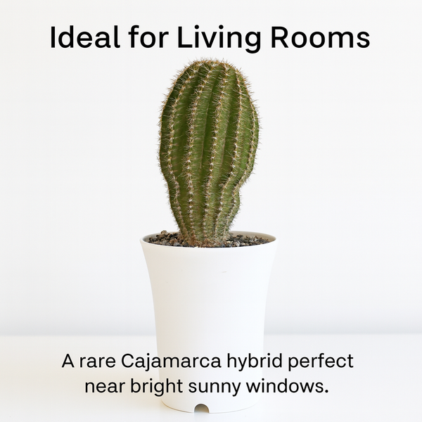 Echinopsis Hybride Cajamarca C.405