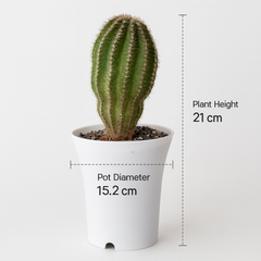 Echinopsis Hybride Cajamarca C.405