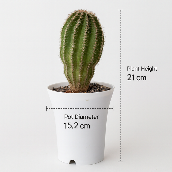 Echinopsis Hybride Cajamarca C.405