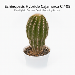 Echinopsis Hybride Cajamarca C.405