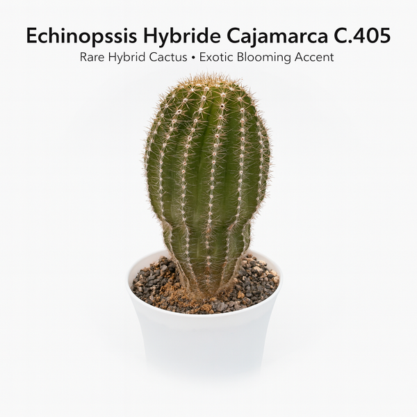 Echinopsis Hybride Cajamarca C.405