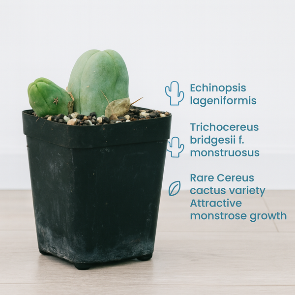 Echinopsis lageniformis_ Trichocereus bridgesii f. monstruosus