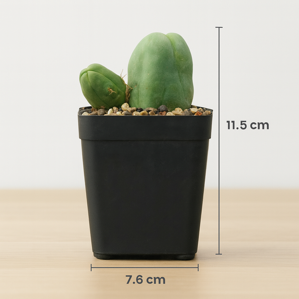 Echinopsis lageniformis_ Trichocereus bridgesii f. monstruosus