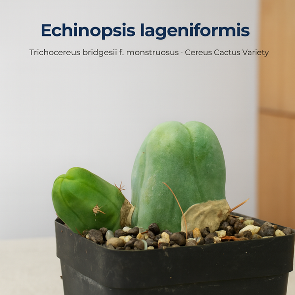Echinopsis lageniformis_ Trichocereus bridgesii f. monstruosus