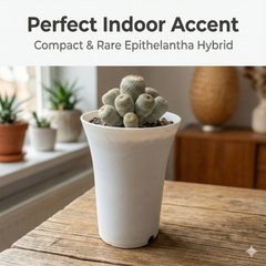 Epithelantha bokei x hybrid