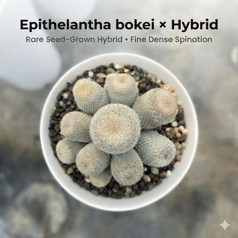 Epithelantha bokei x hybrid