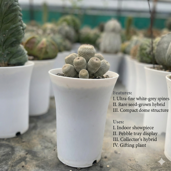 Epithelantha bokei x hybrid