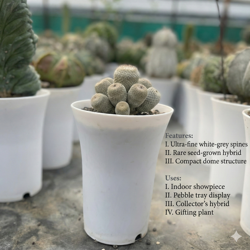 Epithelantha bokei x hybrid