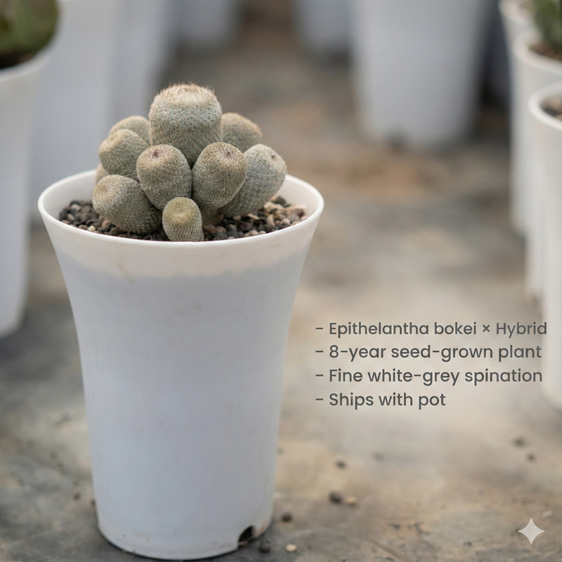 Epithelantha bokei x hybrid