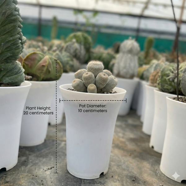 Epithelantha bokei x hybrid